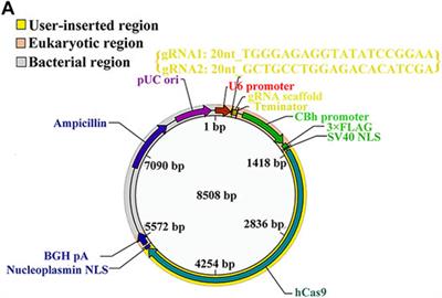 Corrigendum: Vi4-miR-185-5p-Igfbp3 Network Protects the Brain From Neonatal Hypoxic Ischemic Injury via Promoting Neuron Survival and Suppressing the Cell Apoptosis